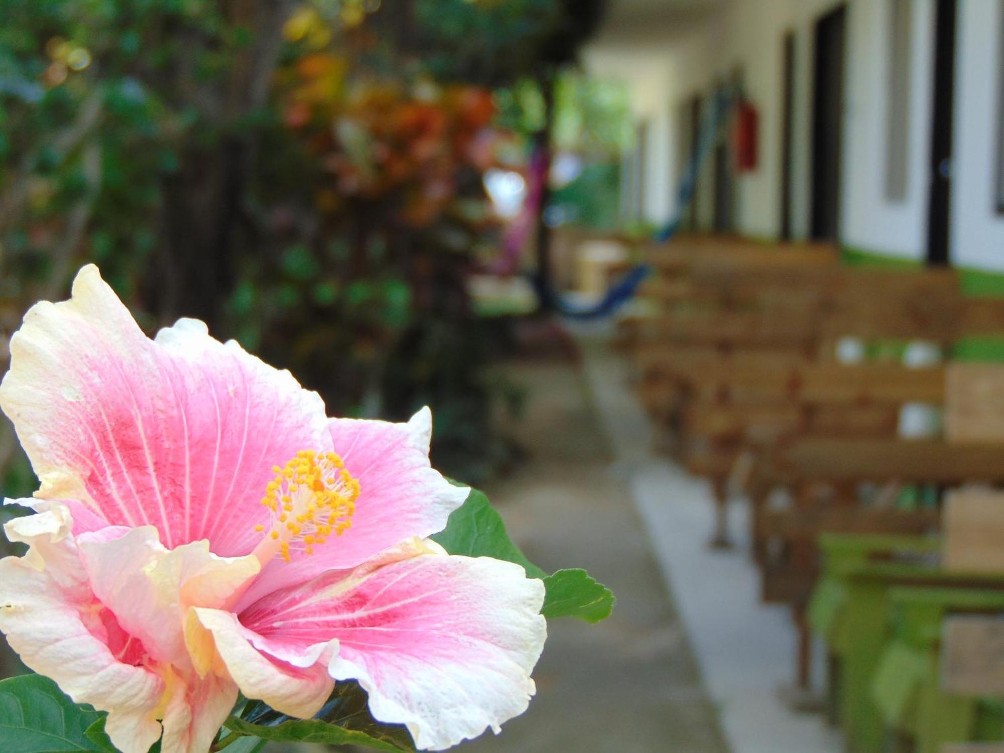 Crucero Tulum Bed & Breakfast エクステリア 写真